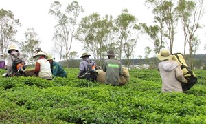Thành phố Đà Lạt: Không ai bị bỏ lại phía sau