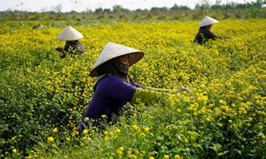 Hải Phòng “về đích” xây dựng nông thôn mới