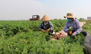 Tỉnh Bắc Ninh bứt phá xây dựng nông thôn mới nâng cao