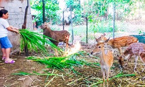 Nhiều mô hình hay, sáng tạo trong xây dựng nông thôn mới ở huyện Đakrông