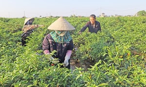 Xã Phúc Sơn xây dựng nông thôn mới nâng cao