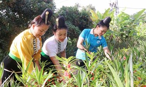 Mô hình “Nhà sạch - vườn đẹp” của phụ nữ Chiềng Mai, tỉnh Sơn La