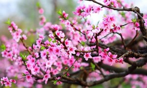 Chỉ thị số 55-CT/TW của Ban Bí thư về việc tổ chức Tết Bính Ngọ năm 2026