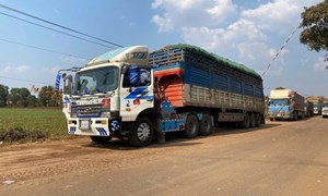 Thủ tướng chỉ đạo tháo gỡ vướng mắc trong triển khai Nghị định 46/2026/NĐ-CP về an toàn thực phẩm