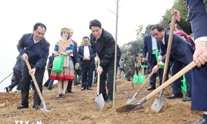 Chủ tịch nước: Tiếp tục đưa phong trào trồng cây đi vào chiều sâu, thực chất 