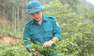 Tuyên Quang: Cách làm giàu của chàng trai Tày trên Cao nguyên đá