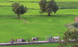 An Giang: Tạo sinh kế cho đồng bào Khmer vùng Bảy Núi