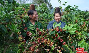 Sơn La: Mường Chanh hôm nay