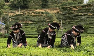 Lai Châu: Xây dựng nông thôn mới từ thế mạnh địa phương