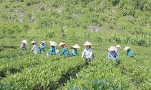 Điện Biên: Hướng thoát nghèo từ cây chè của bà con bản Co Hón, xã Mường Lạn