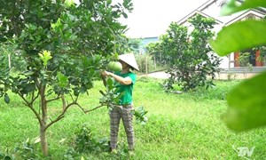 Thái Nguyên:Giảm nghèo gắn liền với sinh kế bền vững