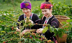 Chương trình MTQG 1719: Đặt nền móng cho sự phát triển bền vững vùng đồng bào DTTS và miền núi