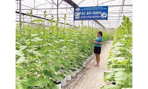 Cao Bằng: Nông thôn mới trên quê hương cách mạng