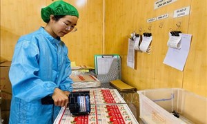 Đại hội XIV của Đảng: Hưng Yên kỳ vọng về nông nghiệp xanh, nông nghiệp tuần hoàn trong kỷ nguyên mới