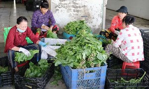 Đồng Tháp: Tạo sinh kế giúp hộ khó khăn thoát nghèo, ổn định cuộc sống