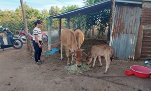 Gia Lai: Kon Gang tạo đòn bẩy giúp người dân thoát nghèo