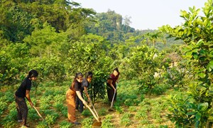 Quảng Trị: Nữ trưởng ban công tác Mặt trận tận tụy, gương mẫu