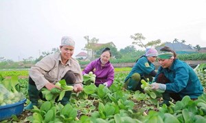 Mặt trận Tổ quốc các cấp tỉnh Phú Thọ nòng cốt trong phát triển kinh tế