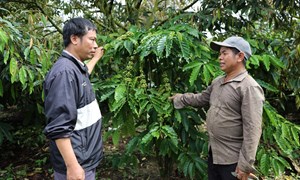 Tỉnh Lâm Đồng tạo sinh kế bền vững cho nông thôn mới