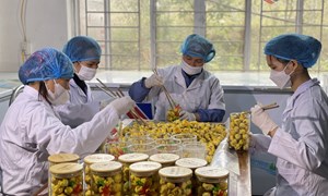 Nòng cốt trong các phong trào thi đua xây dựng nông thôn mới