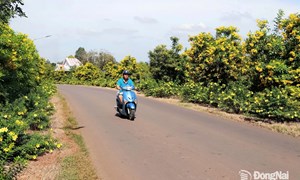 Đồng Nai: Xây dựng vùng nông thôn đáng sống