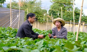Lâm Đồng: Đồng bào dân tộc thiểu số Tà Nung làm giàu từ nông nghiệp