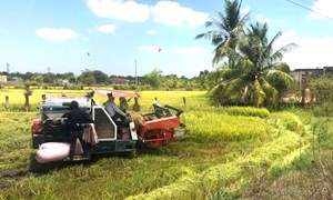 Lâm Đồng: Phát triển sản xuất gắn với xây dựng nông thôn mới