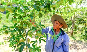 Lâm Đồng: xã D’ran đổi thay nhờ chính sách dân tộc