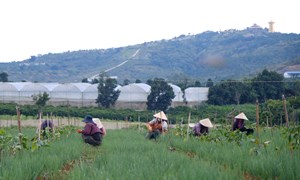 Lâm Đồng: Đồng bào dân tộc thiểu số vươn lên làm giàu từ nông nghiệp