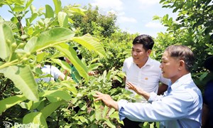 Đồng Nai đặt mục tiêu cao trong xây dựng nông thôn mới