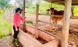 Lâm Đồng: Xã Sông Lũy tạo sinh kế bền vững cho đồng bào dân tộc thiểu số 