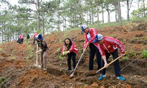 Chung sức xây dựng Lâm Ðồng ngày càng thêm xanh