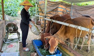 Lâm Đồng: Chính sách hỗ trợ sản xuất - điểm tựa cho đồng bào dân tộc thiểu số