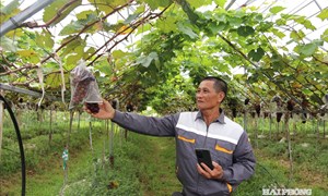 Hải Phòng xây dựng nông thôn mới hiện đại