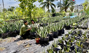 Quảng Ninh: Góp sức xây dựng đô thị văn minh