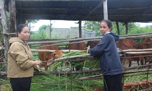 Lâm Đồng: Thoát nghèo nhờ vốn tín dụng chính sách