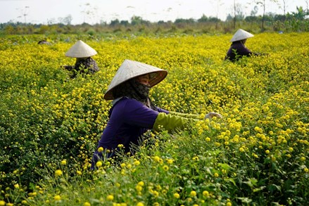 Hải Phòng “về đích” xây dựng nông thôn mới