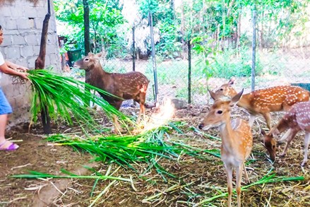 Nhiều mô hình hay, sáng tạo trong xây dựng nông thôn mới ở huyện Đakrông