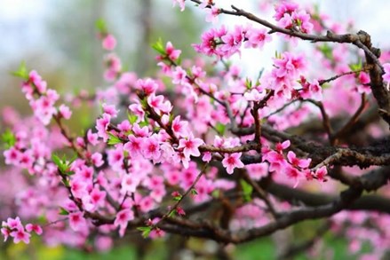 Chỉ thị số 55-CT/TW của Ban Bí thư về việc tổ chức Tết Bính Ngọ năm 2026