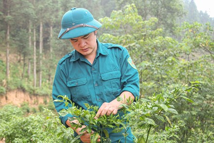 Tuyên Quang: Cách làm giàu của chàng trai Tày trên Cao nguyên đá
