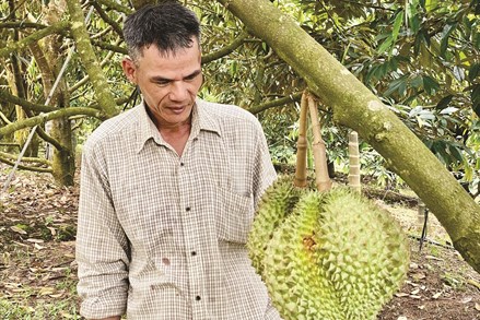 Đà Nẵng: Gặp những người nông dân vượt khó làm giàu