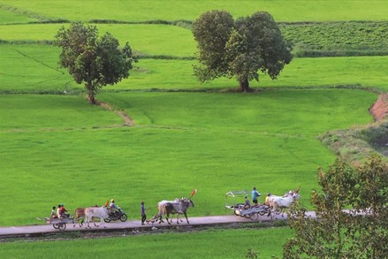 An Giang: Tạo sinh kế cho đồng bào Khmer vùng Bảy Núi