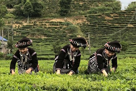 Lai Châu: Xây dựng nông thôn mới từ thế mạnh địa phương