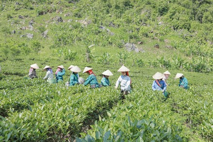 Điện Biên: Hướng thoát nghèo từ cây chè của bà con bản Co Hón, xã Mường Lạn