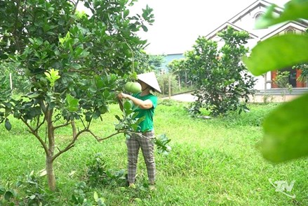 Thái Nguyên:Giảm nghèo gắn liền với sinh kế bền vững