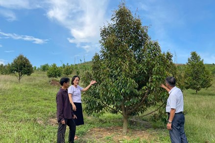 Đà Nẵng: Nông dân miền núi vượt khó làm kinh tế