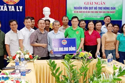 Quảng Ngãi: “Đòn bẩy” giúp nông dân phát triển kinh tế