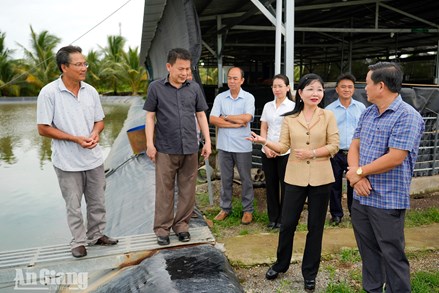An Giang: Chủ tịch Ủy ban MTTQ Việt Nam tỉnh khảo sát các mô hình nông nghiệp hiệu quả