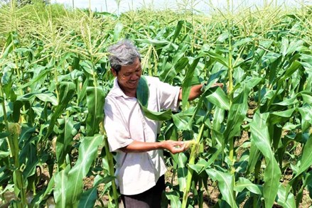 Đổi thay trên vùng đồng bào dân tộc thiểu số tỉnh Vĩnh Long