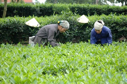 Xã Phúc Thuận nâng cao đời sống đồng bào dân tộc thiểu số